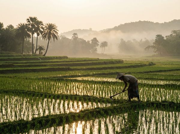 Green rice paddy fields in Bogura, Bangladesh